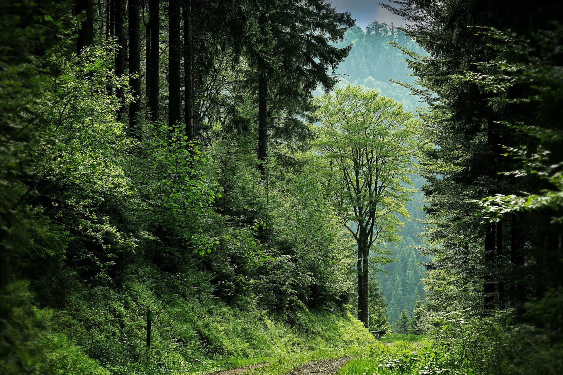 nature-10