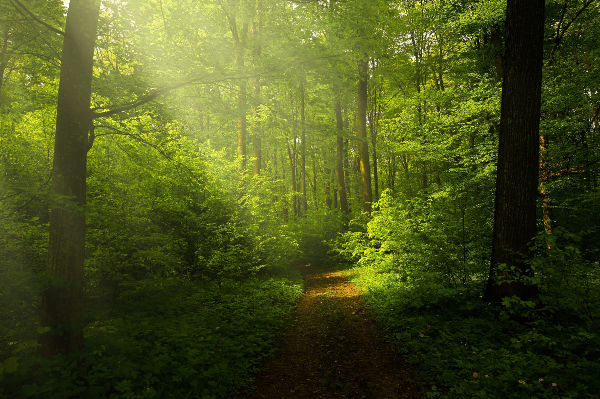 nature-8